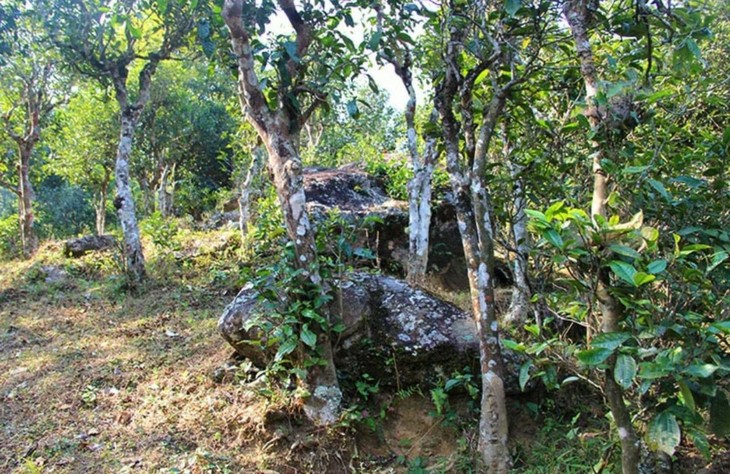 2021年勐宋那卡古樹秋茶特點？
