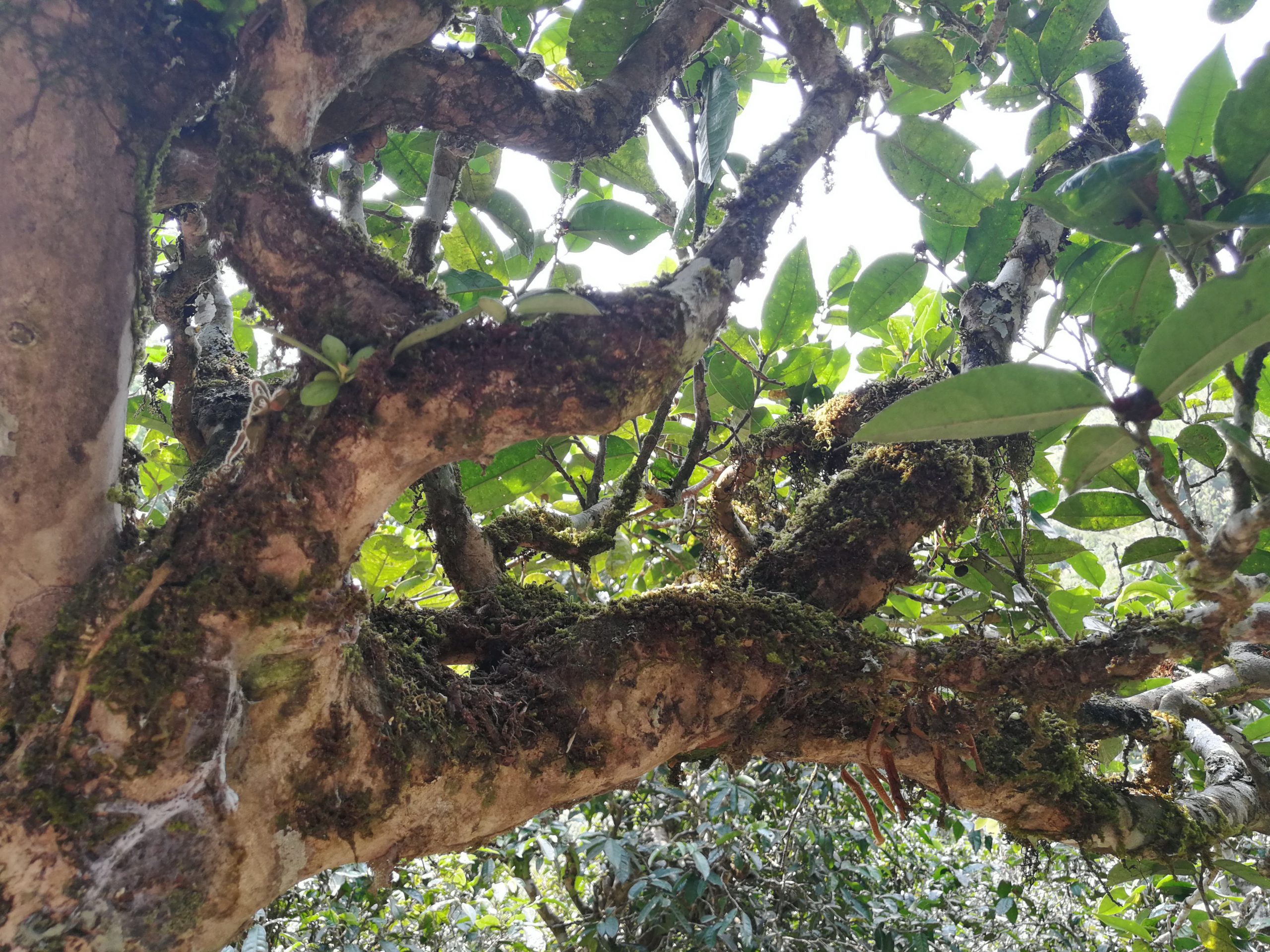 2021年勐宋那卡古樹秋茶多少錢一公斤？