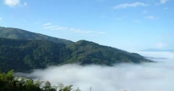 2021年滑竹梁子古樹品鑒實(shí)錄？