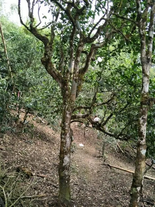 2021年巴達山章朗古樹秋茶價格？