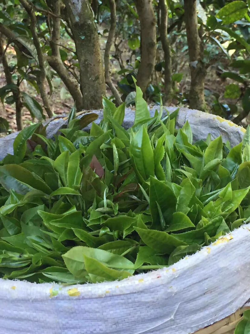 2021年巴達山章朗古樹秋茶多少錢一公斤？