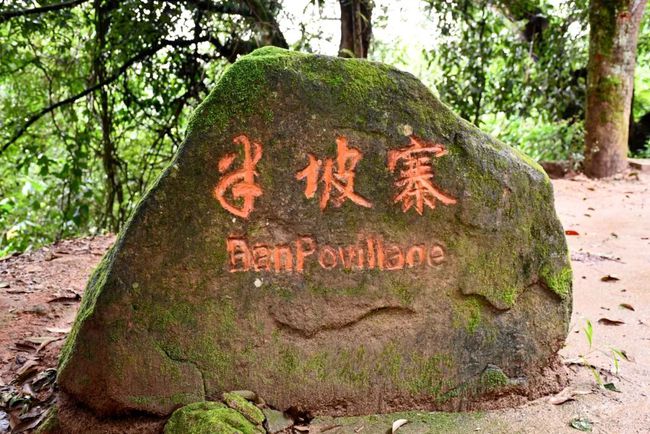 2021年南糯山半坡老寨古樹秋茶口感？