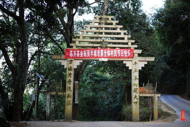 2021年南糯山半坡老寨古樹秋茶價(jià)格？