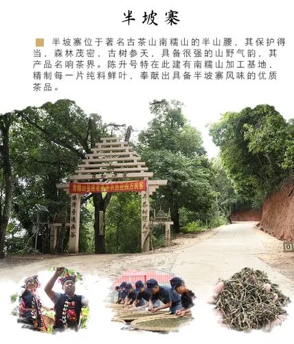 2021年南糯山半坡老寨古樹秋茶品鑒！