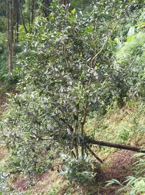 2022年須立貢茶古茶山詳解！