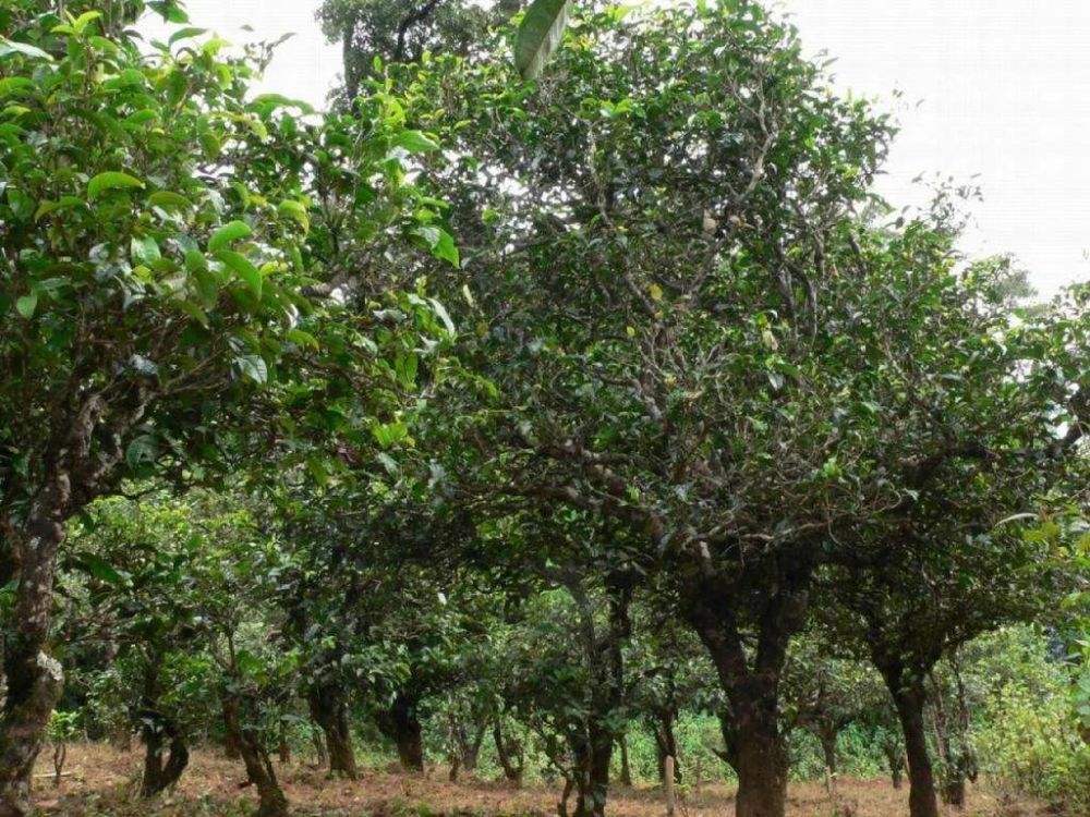 2022年須立貢茶為何備受皇室青睞!揭秘！