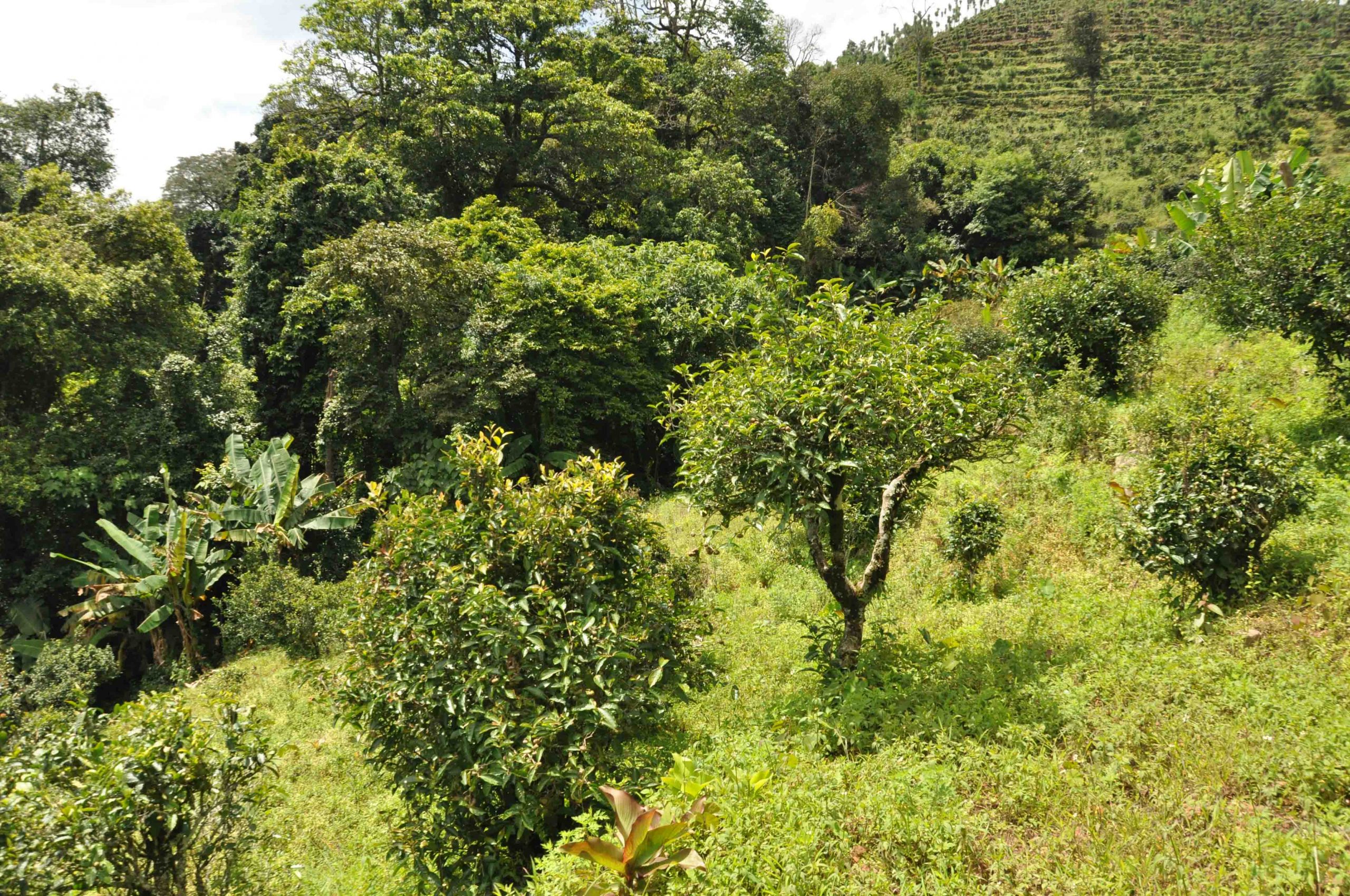 2022年迷倒皇帝的貢茶-迷帝古樹春茶特點(diǎn)？