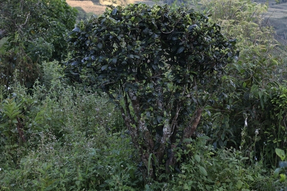 2022年迷帝古樹春茶，這里的茶 皇帝都著迷