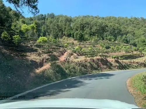 2022年墨江鳳凰窩古樹春茶價格？