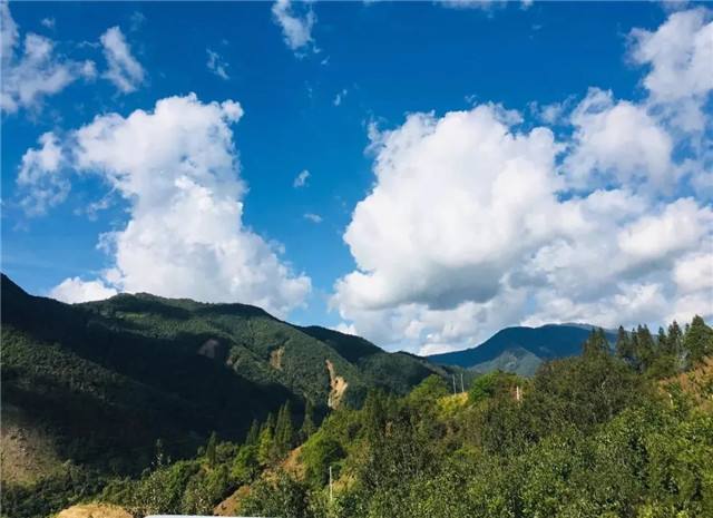 2022年景谷黃草壩古樹春茶多少錢一公斤？