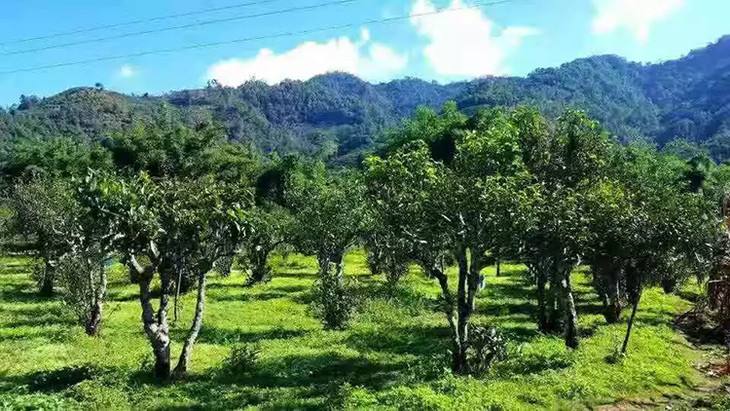 2022年景谷秧塔古樹春茶特點是什么？