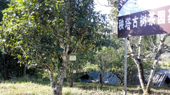 2022年景谷秧塔古樹春茶詳情介紹！