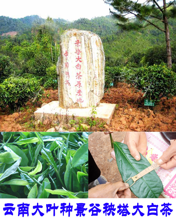 2022年景谷秧塔古樹春茶口感是什么？