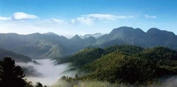 2022年景谷苦竹山古樹春茶口感？