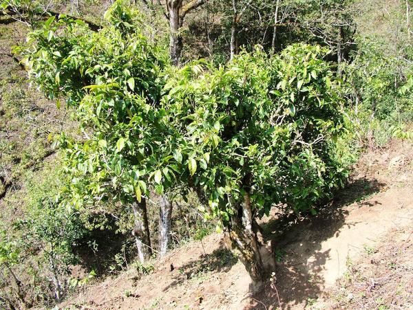 2022年景東御筆古茶山古樹春茶特點(diǎn)？