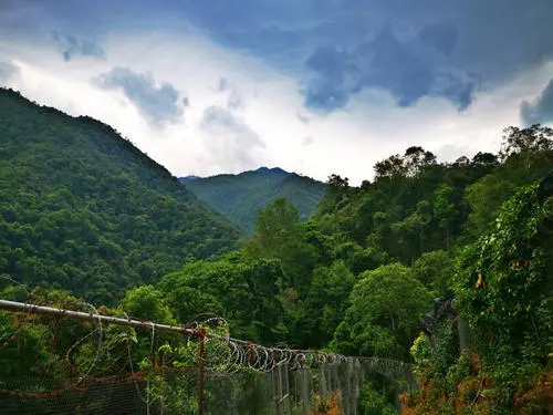 2022年景東御筆古樹春茶價格多少？