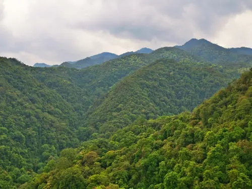 2022年無量山古樹春茶迎春“綻放”！