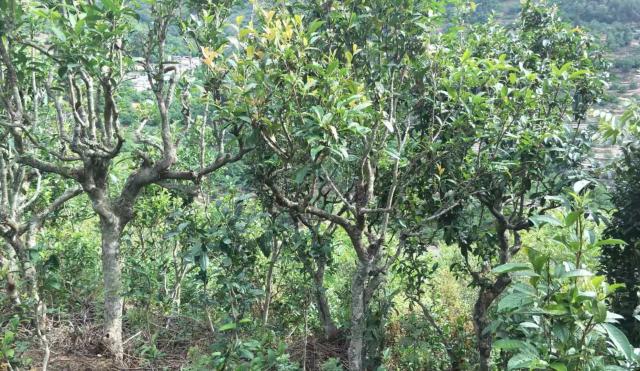 2022年景東金鼎古樹春茶口感特點？