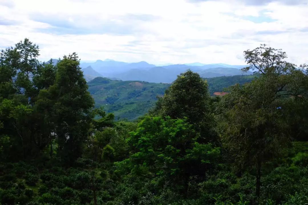 2022年景東祭茶祖 迎春茶，古樹春茶多少錢一公斤？