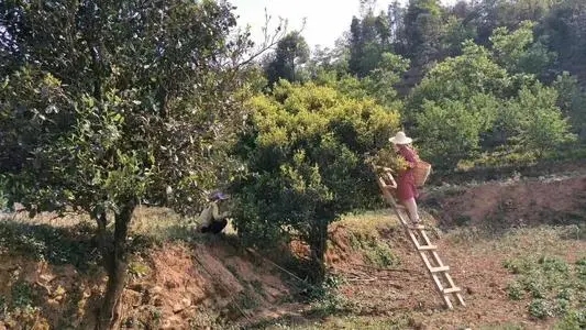 2022年鎮(zhèn)沅馬鄧古樹春茶口感是什么？