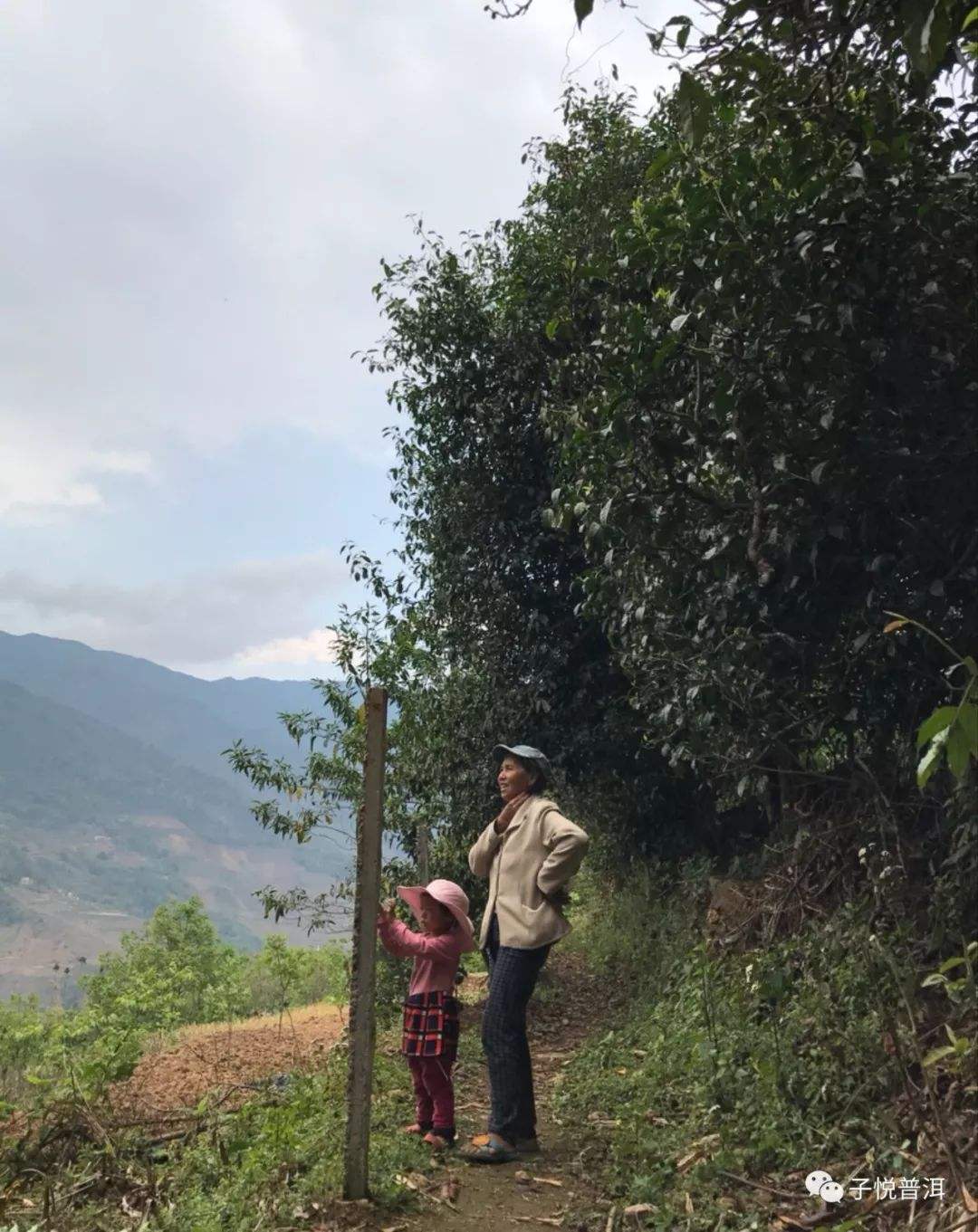 2022年鎮(zhèn)沅馬鄧古樹春茶多少錢一公斤？