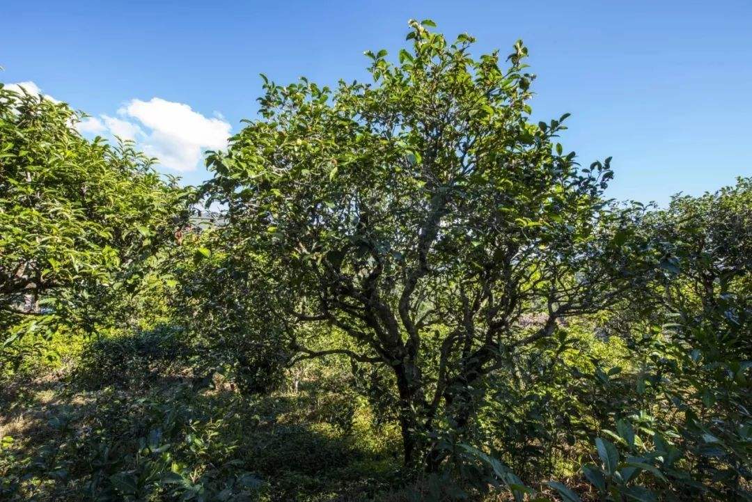 2022年鎮(zhèn)沅老海塘古樹春茶口感？