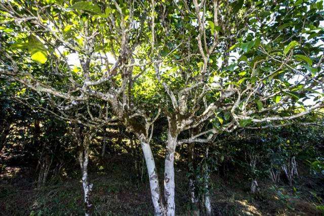 2022年鎮(zhèn)沅老海塘古樹春茶價格？