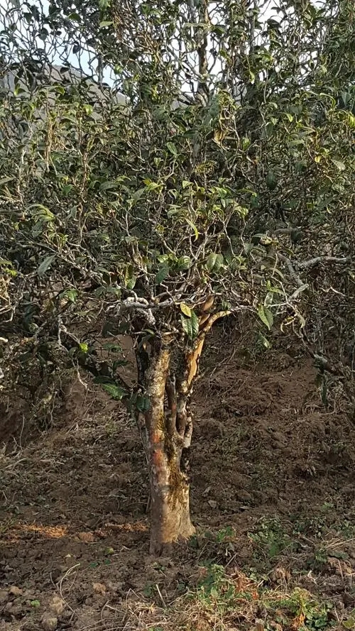 2022年鎮(zhèn)沅老海塘古樹(shù)春茶多少錢(qián)一公斤?