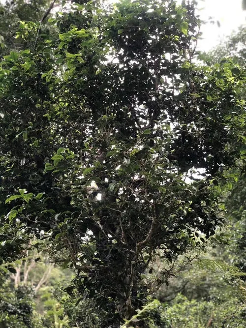 2022年鎮(zhèn)沅砍盆箐古樹春茶口感？