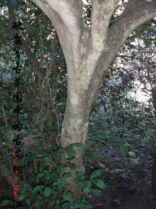 2022年鎮(zhèn)沅砍盆箐古樹春茶多少錢一公斤？