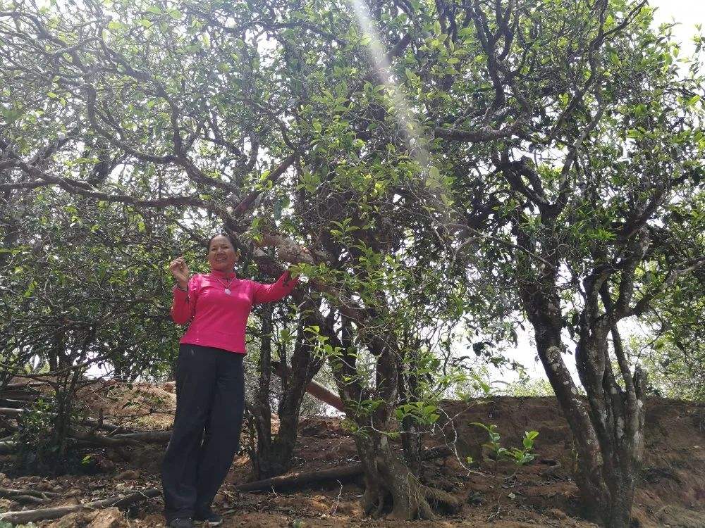 2022年鎮(zhèn)沅打筍山古樹春茶特點(diǎn)？