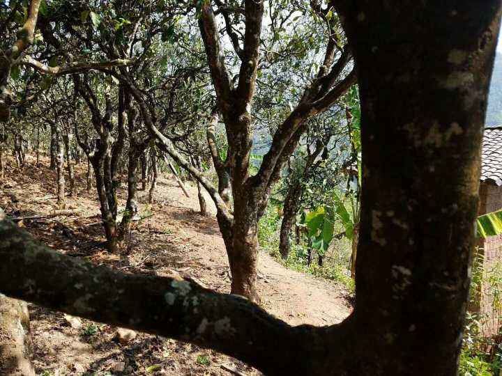 2022年鎮(zhèn)沅打筍山古樹春茶多少錢一公斤？