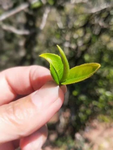2022年野性十足的鎮(zhèn)沅打筍山古樹春茶！