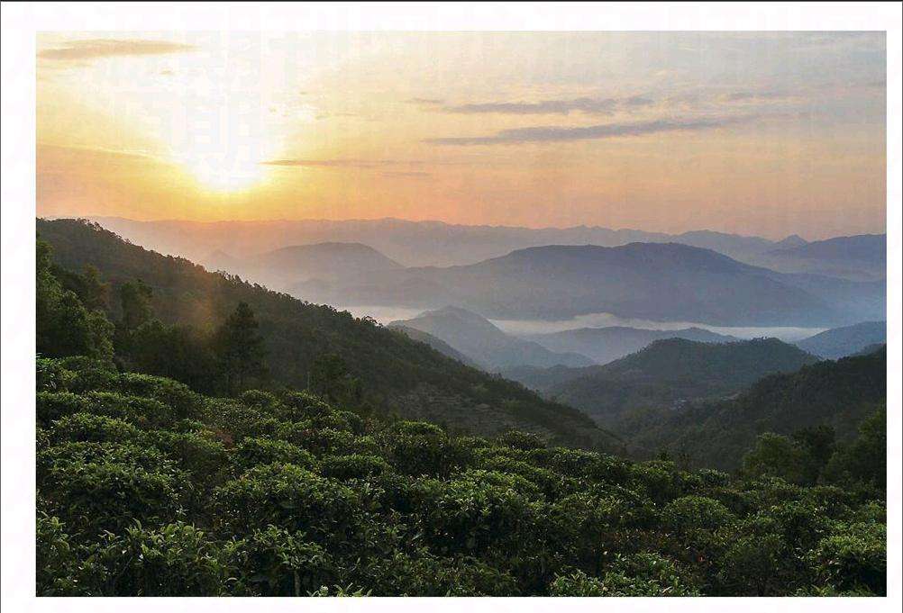 2022年鎮(zhèn)沅老烏山古樹春茶口感？