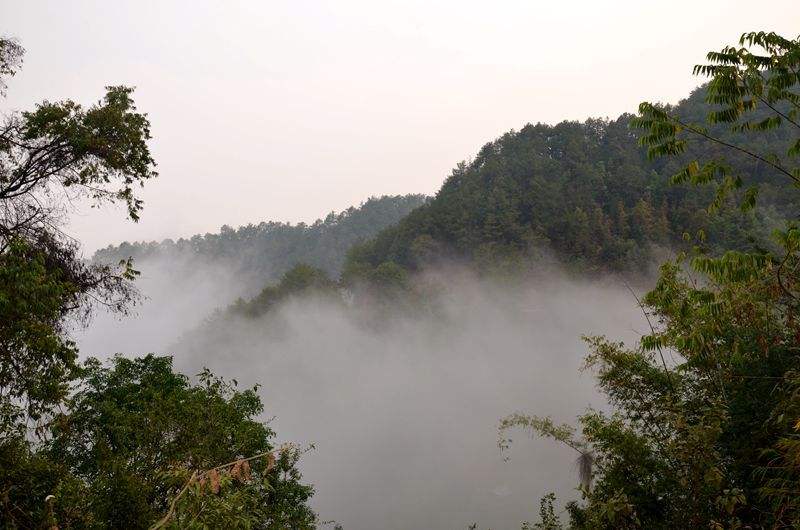 2022年鎮(zhèn)沅老烏山古樹春茶多少錢一公斤？