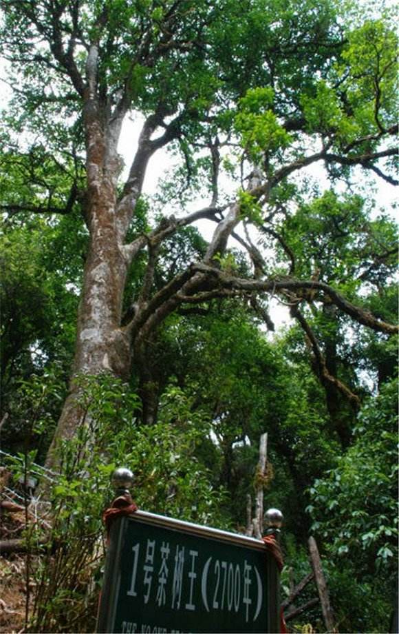 2022年鎮(zhèn)沅千家寨古樹春茶價格？