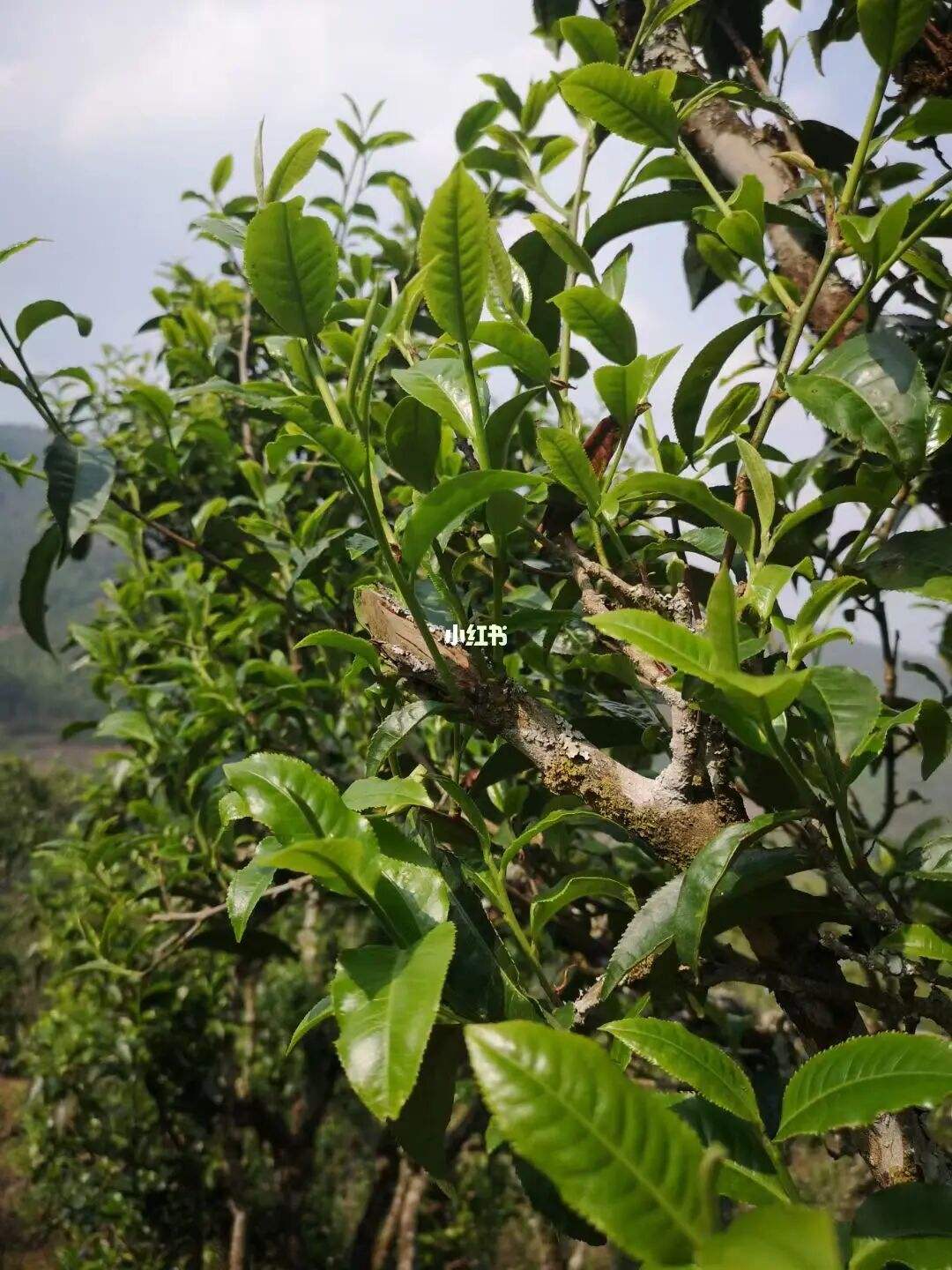 2022年寧洱擺尾箐古樹春茶口感？