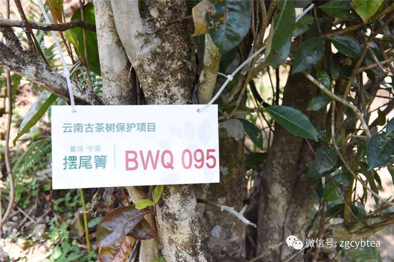 2022寧洱擺尾箐古樹春茶多少錢一公斤？