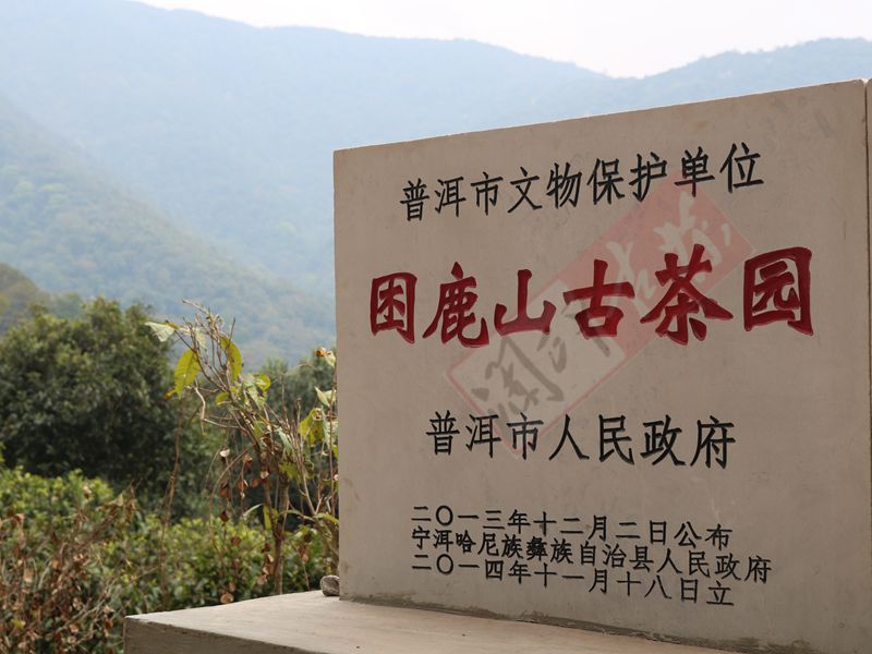 2022年困鹿山古樹(shù)春茶多少錢(qián)一公斤？