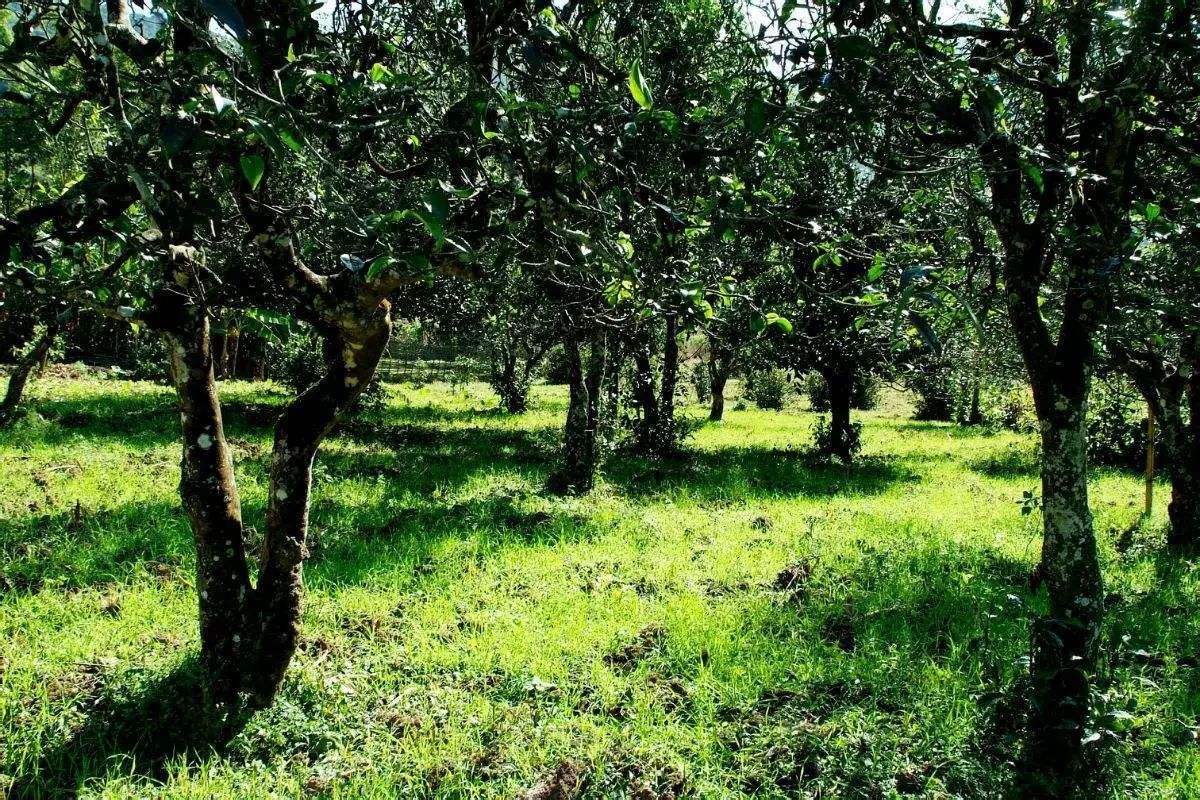 2022年困鹿山古樹春茶價(jià)格？