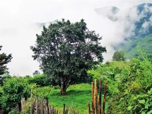 2022年邦威古樹春茶口感是什么？