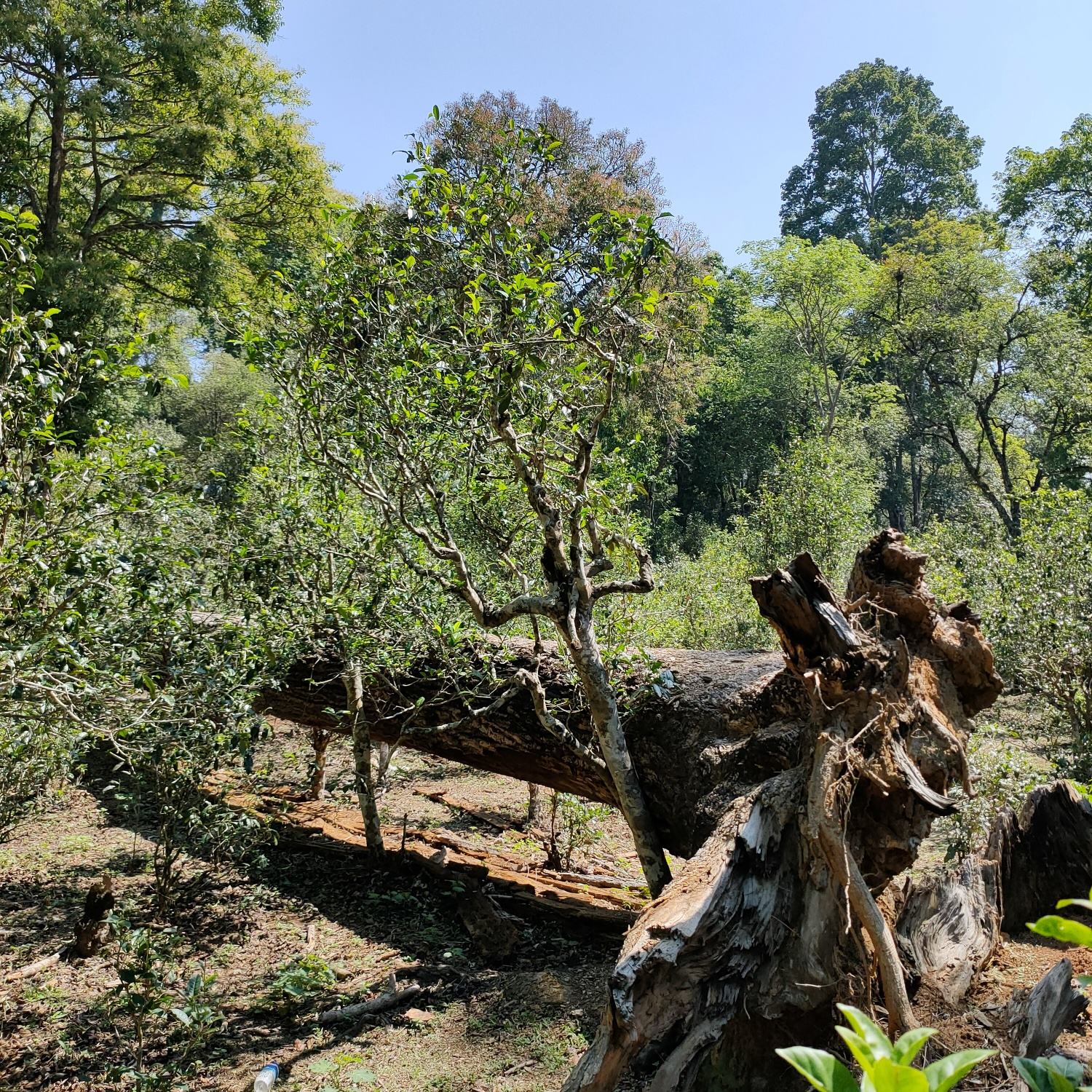 2022麻黑古樹春茶口感？