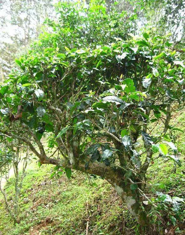 2022年落水洞古樹春茶——盞盛琥珀光，柔甜入人心