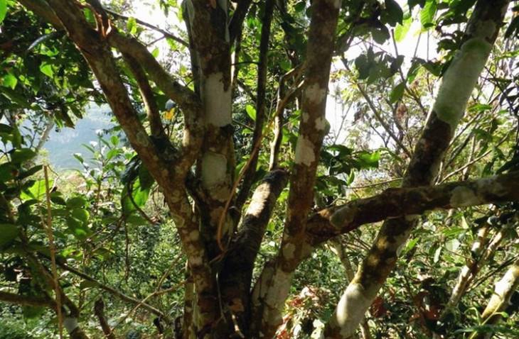 2022年大漆樹古樹春茶特點(diǎn)？