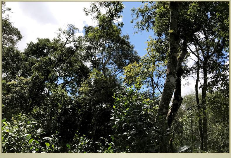 2022年大漆樹古樹春茶丨你壓根就喝不到的喉韻，它就有