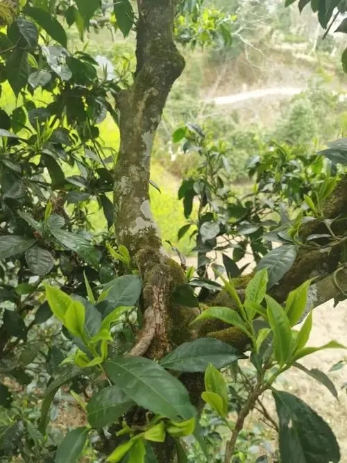 2022年彎弓古樹春茶特點(diǎn)？