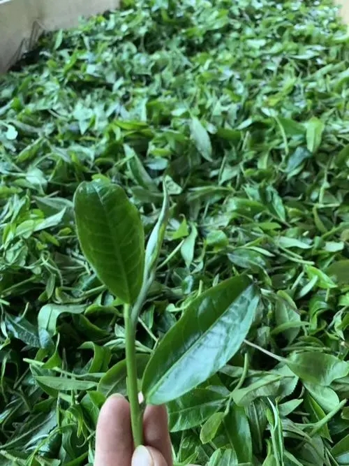 2022年彎弓古樹春茶口感？