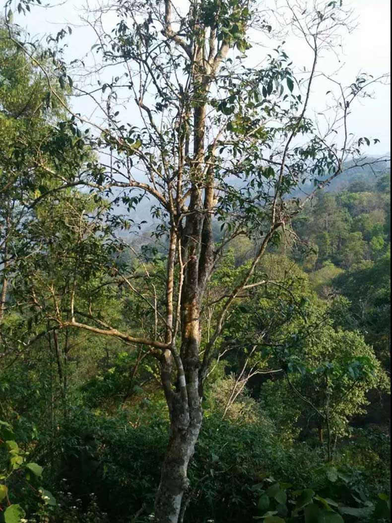 2022年彎弓古樹春茶多少錢一公斤？