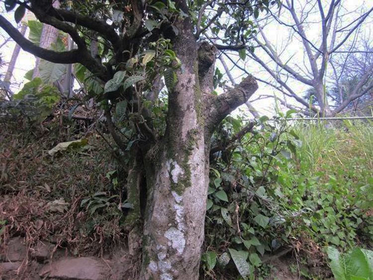 2022年白茶園古樹春茶特點？