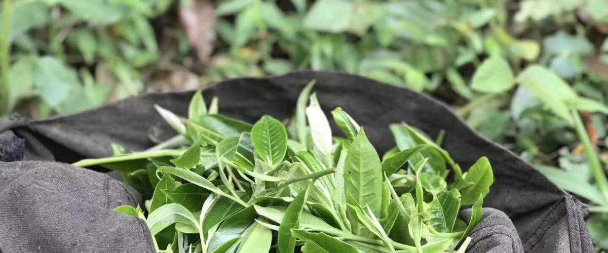 2022年白茶園古樹春茶口感？